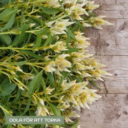 Celosia Spicata celway White