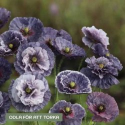 Kornvallmo Papaver rhoeas Amazing Grey