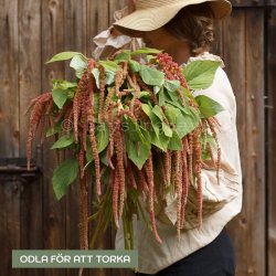Amarant Amaranthus Caudatus Coral Fountain
