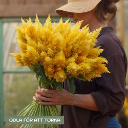 Plymört Celosia plumosa Sunday Gold