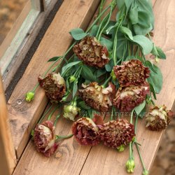 Prärieklocka Lisianthus grandiflorum Rosanne 2 Terracotta