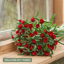 Globe Amaranth Gomphrena haageana Strawberry Fair