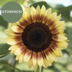 Sunflower Helianthus annuus Pro Cut Red/lemon Bicolor BIGPACK