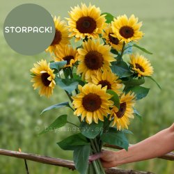 Sunflower Helianthus annuus Pro Cut Peach BIGPACK