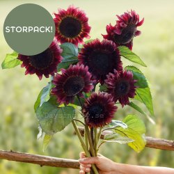 Sunflower Helianthus annuus Pro Cut Red BIGPACK