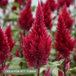 Plymört Celosia plumosa Sunday Wine Red