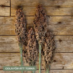 Durra Sorghum nigricans Milaan Red