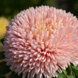 Aster Callistephus chinensis Chrisantella Pink Mother-of-Pearl