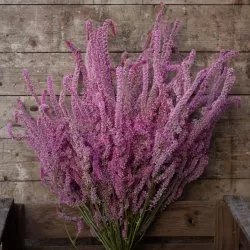 Axrisp - Limonium Suworowii Pink Pokers