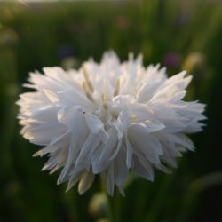 Blåklint - Centaurea Cyanus Ball White