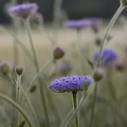 Blåparasoll - Trachymene coerulea Lacy lavender blue