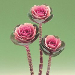 Prydnadskål - Brassica Crane Pink