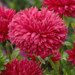 Aster - Callistephus Chinensis King Size Red