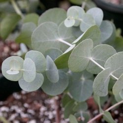 Eucalyptus - Cinerea Silver Dollar