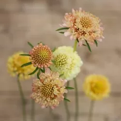 Praktvädd - Scabiosa Atropurpurea Fata Morgana