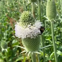 Flikig Kardvädd Dipsacus laciniatus