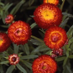 Jätte-Eternell - Helichrysum Bracteatum Scarlet