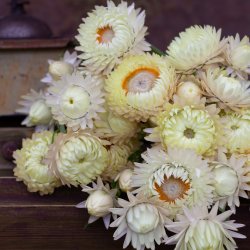 Jätte-Eternell - Helichrysum bracteatum Creamy white
