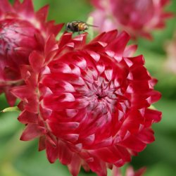 Jätte-Eternell Helichrysum bracteatum Bright Rose