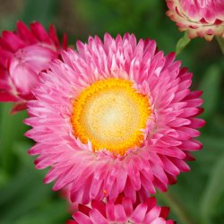 Jätte-Eternell - Helichrysum Bracteatum ”Rose