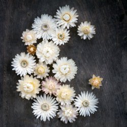 Jätte-eternell - Helichrysum Bracteatum ”White