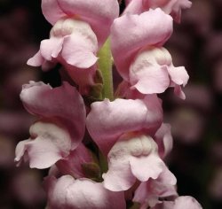 Lejongap - Antirrhinum majus Maryland Lavender