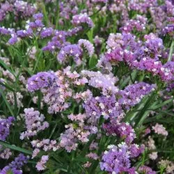 Risp - Limonium sinuatum qis soft pastel shades