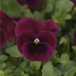 Minipensé - Viola cornuta "Sorbet Rose Blotch"