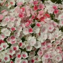 Phlox - Drummondi Blushing Bride