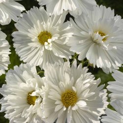 Rosenskära Cosmos bipinnatus Fizzy white