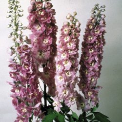 Trädgårdsriddarsporre Delphinium elatum Magic Fountains Lilac Pink White Bee