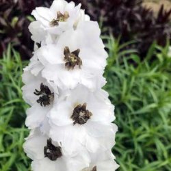 Trädgårdsriddarsporre Delphinium elatum Magic Fountains White Dark Bee