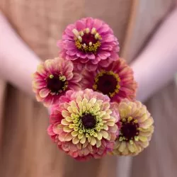 Zinnia elegans queen red lime