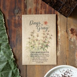 Grå Bergmynta Pycnanthemum incanum Silverleaf Mountain Mint