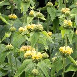 Gul Lejonsvans Phlomis russeliana