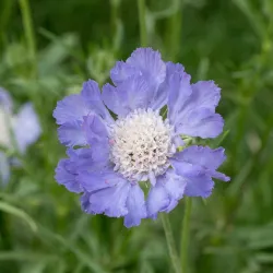 Höstvädd Scabiosa caucasica Blue Perfection