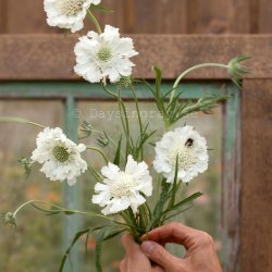 Höstvädd Scabiosa Caucasica Fama White