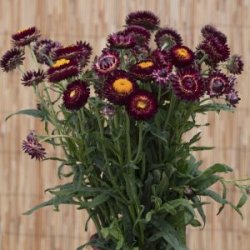 Jätte-eternell Helichrysum bracteatum King Size Red Strawflower