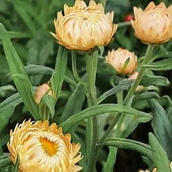 Jätte-eternell Helichrysum bracteatum King Size Salmon Strawflower