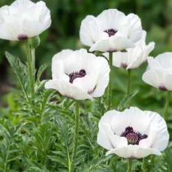 Jättevallmo Papaver orientale Royal Wedding