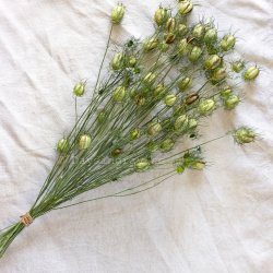 Torkad Jungfru i det gröna frökapslar