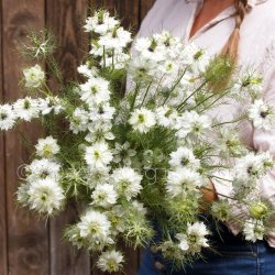 Jungfrun i det gröna Nigella damascena Miss Jekyll White
