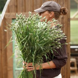 Canary grass - Phalaris Canariensis