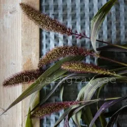 Kolvhirs - Setaria Italica Red Jewel