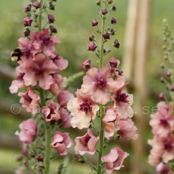 Kungsljus Verbascum Southern Charm