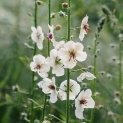 Kungsljus Verbascum blattaria f. albiflorum White Blush