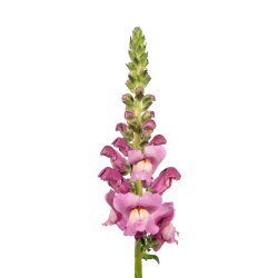 Lejongap Antirrhinum majus Avignon Lavender II