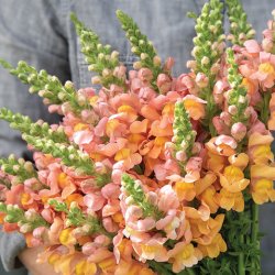 Lejongap Antirrhinum majus Cannes Light Bronze II-III