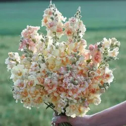 Lejongap Antirrhinum majus Doubleshot Peach