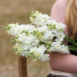 Snapdragon Antirrhinum majus madame butterfly ivory Lejongap